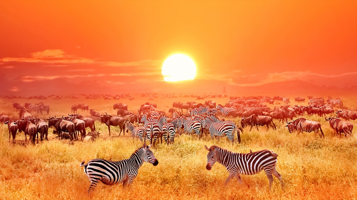Fauna selvatica nel Serengeti