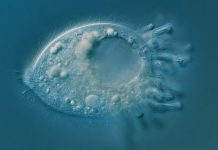 Come abbiamo trovato microbi piu rari di un biglietto per la Luna