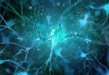 Le cellule cerebrali cresciute in laboratorio possono giocare a Pong, quindi dovrebbero avere diritti legali?