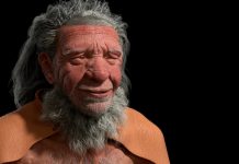 Neanderthal: come una dieta carnivora potrebbe aver portato alla loro morte