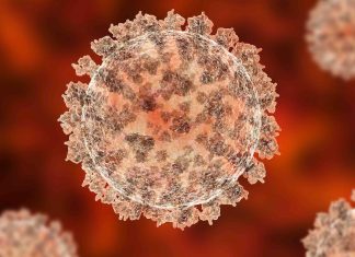 Origini del coronavirus: il dibattito divampa, ma le evidenze restano deboli