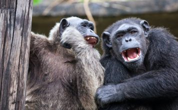 Scimpanze e gorilla selvatici possono formare lunghe associazioni amichevoli che durano decenni: una nuova ricerca