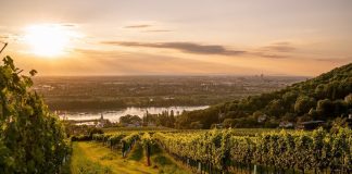 Una visita ai vigneti di Vienna